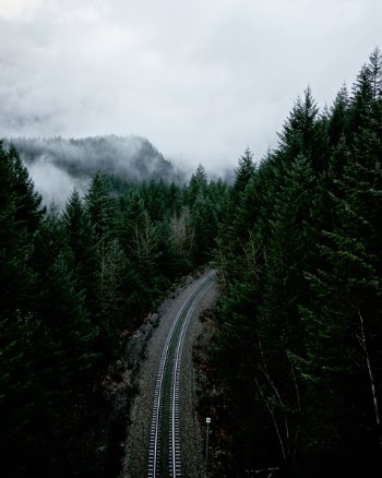 Free Photo of nature, trees, woods