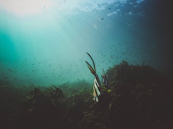 Free Photo of nature, water, ocean