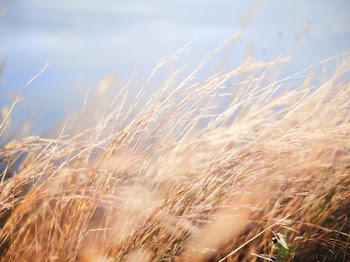 Free Photo of nature, wheat, field