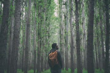 Free Photo of nature, woods, forest