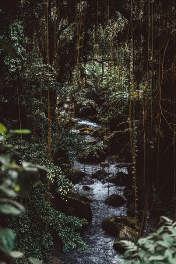 Free Photo of nature, woods, forest