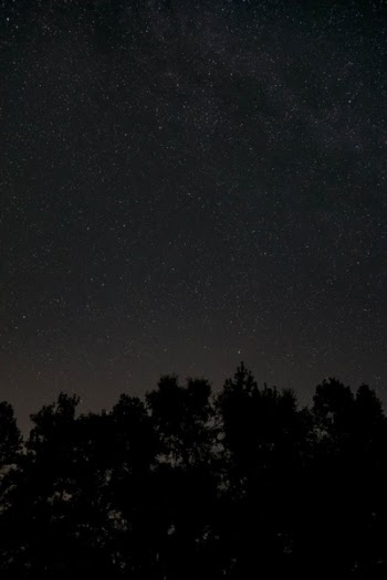 Free Photo of night, dark, trees