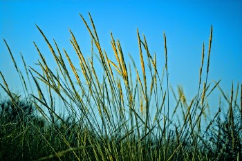 Free Photo of no person, grass, outdoors