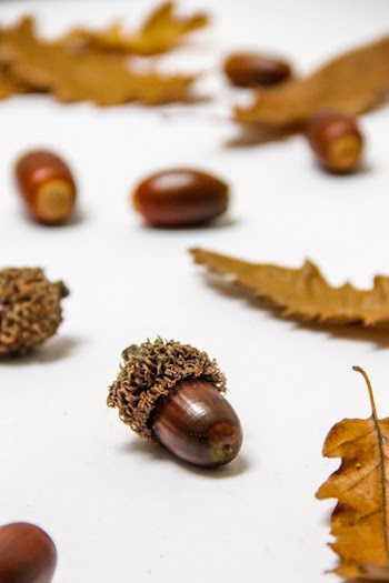 Free Photo of oak, leaves, acorns
