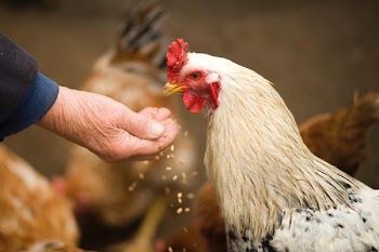 Free Photo of old man, feeding, chicken