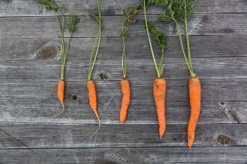 Free Photo of orange, carrots, vegetables