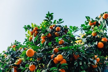 Free Photo of orange, fruit, nourish