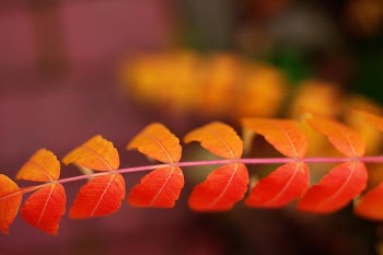 Free Photo of orange, red, leaves