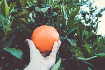 Free Photo of orange, tree, fruit