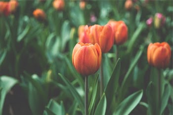 Free Photo of orange, tulips, flowers