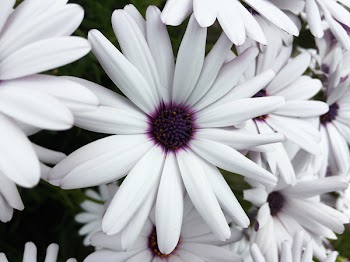 Free Photo of osteospermum, daisy, flower