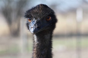 Free Photo of ostrich, bird, animal