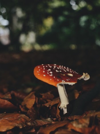 Free Photo of outdoor, mushroom, fungus