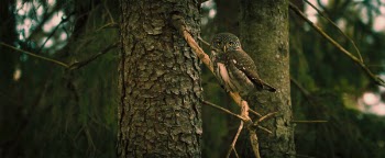 Free Photo of owl, bird, animal