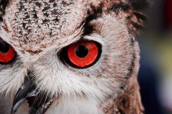 Free Photo of owl, bird, animal