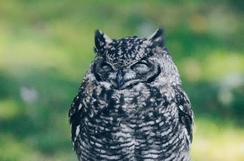 Free Photo of owl, bird, sleep