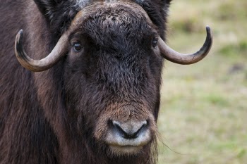 Free Photo of ox, wildlife, animals