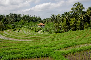 Free Photo of paddy field, rice, green