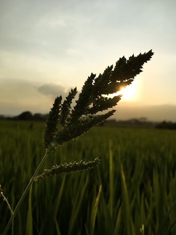 Free Photo of Paddy field, Sunset, Golden-hour