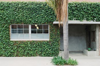 Free Photo of palm tree, leaves, vines