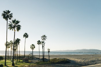 Free Photo of palm trees, beach, sand