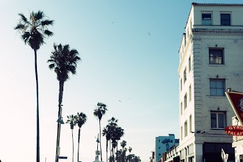 Free Photo of palm trees, sunshine, sunny