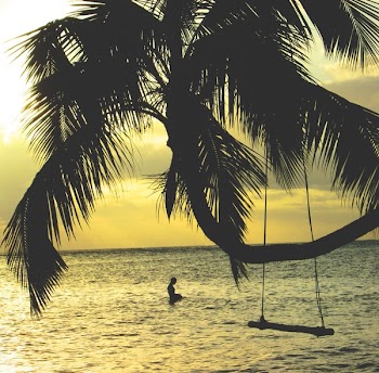 Free Photo of palm trees, swing, ocean