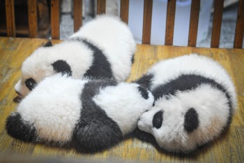 Free Photo of pandas, panda bears, animals