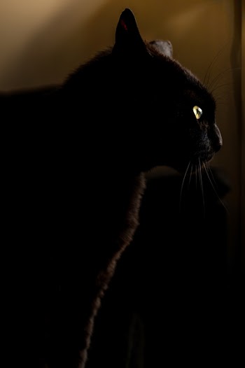Free Photo of panther, cat, black
