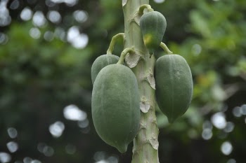 Free Photo of papaya, green, plants