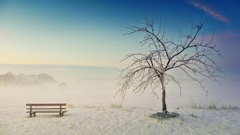 Free Photo of park, bench, winter