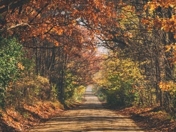 Free Photo of path, road, trees