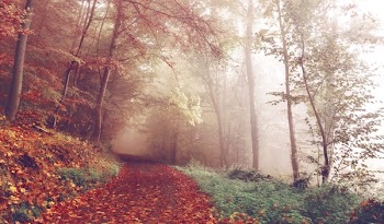 Free Photo of path, trail, forest