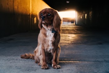 Free Photo of path, tunnel, dark