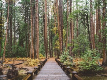 Free Photo of pathway, bridge, outdoor