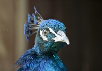Free Photo of peacock, bird, animal
