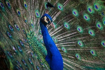 Free Photo of peafowl, peacock, blue