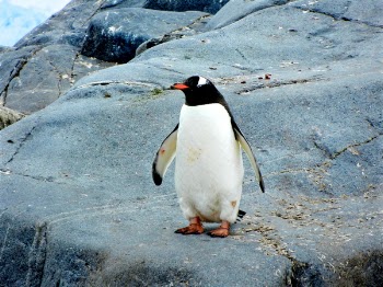 Free Photo of penguin, bird, aquatic animal