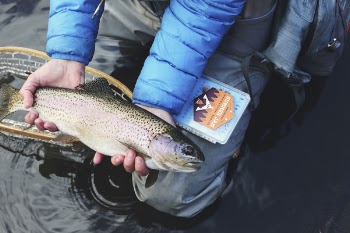 Free Photo of people, fish, water