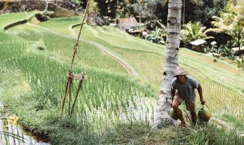 Free Photo of people, man, farming