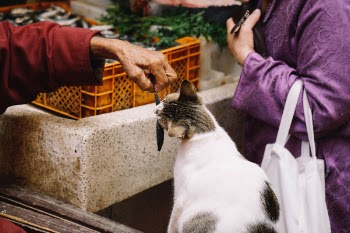 Free Photo of people, market, animals