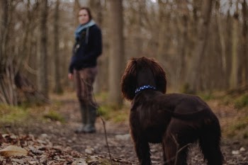 Free Photo of people, woman, dog