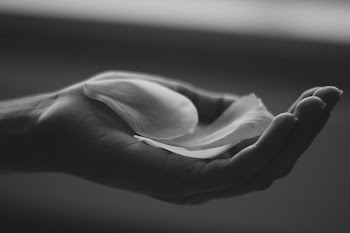 Free Photo of petal, hand, palm