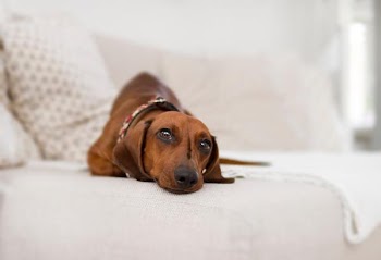 Free Photo of photogenic, dachshund, dog