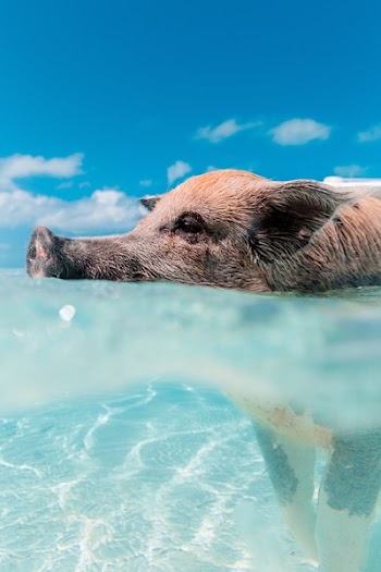Free Photo of pig, animal, swimming