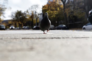Free Photo of pigeon, bird, walking