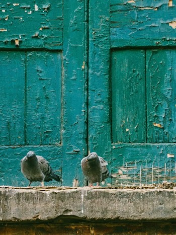 Free Photo of pigeon, dove, bird