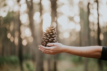Free Photo of pine, cone, hand