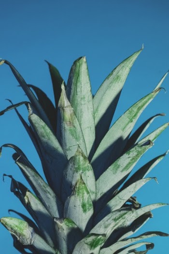 Free Photo of pineapple, dessert, appetizer