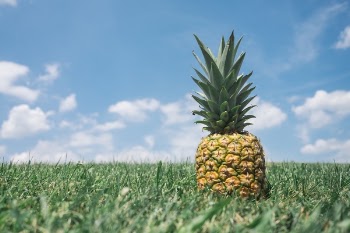 Free Photo of pineapple, dessert, appetizer